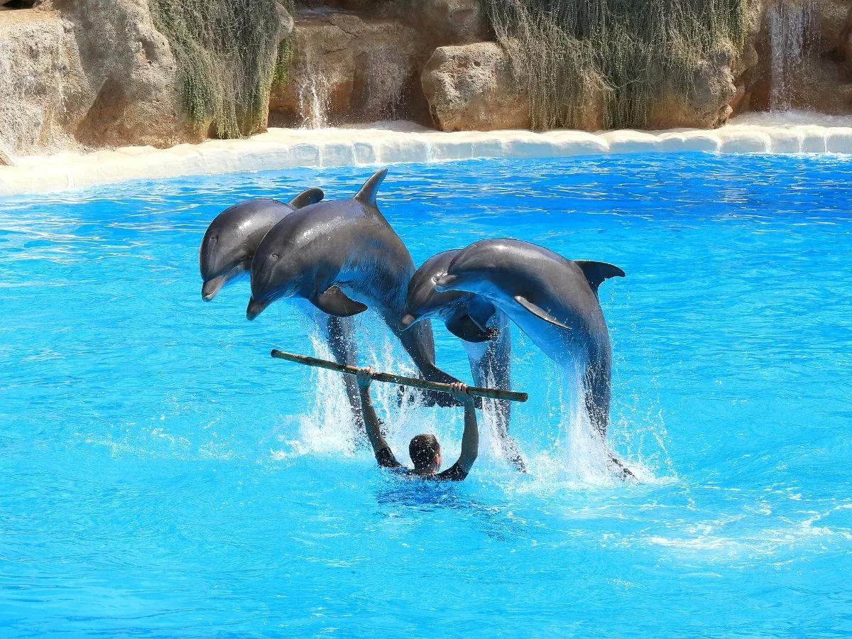 Dolphin Show — 6
