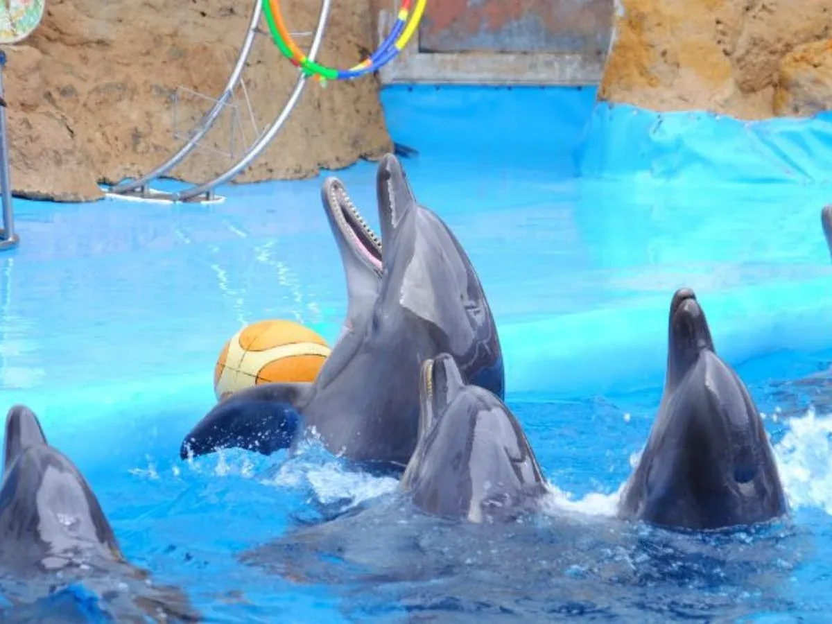 Dolphin Show — 2
