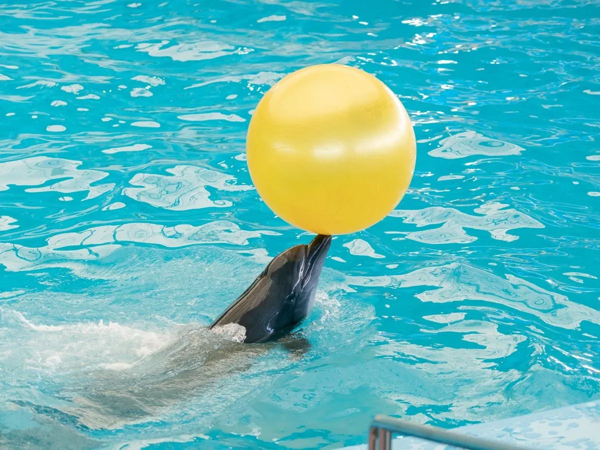 Dolphin Show — 8