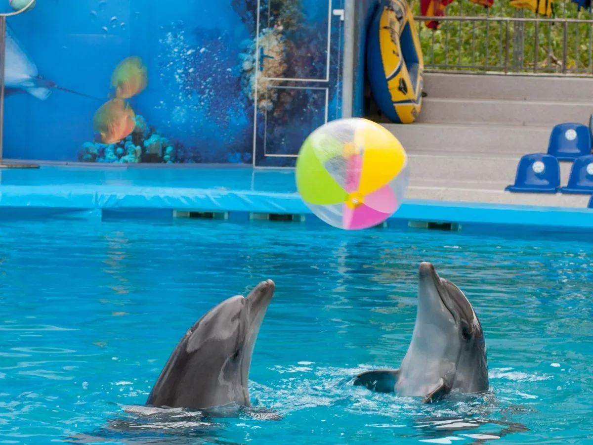 Dolphin Show — 4