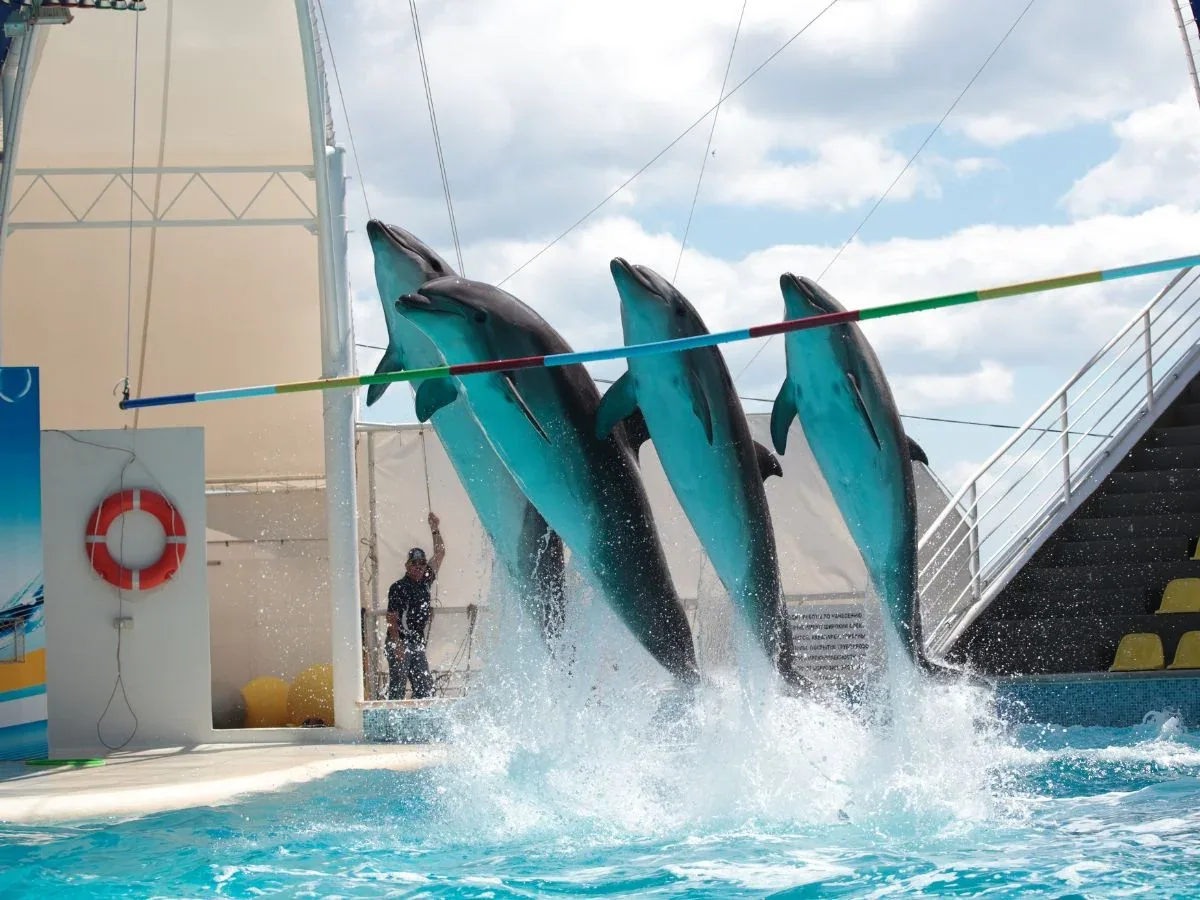 Dolphin Show — 9