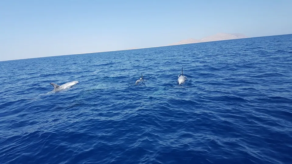 Private Speed Boat – Tiran Island — 4
