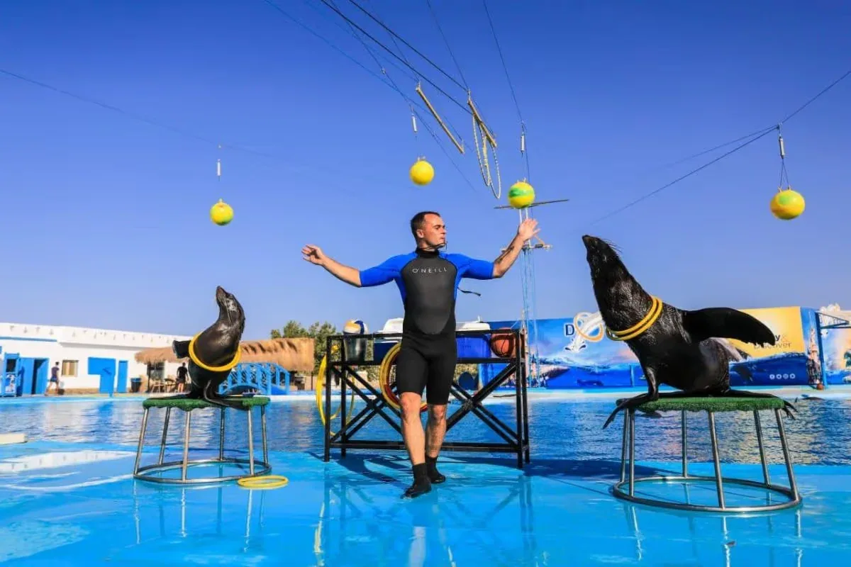 Dolphin Show — 1